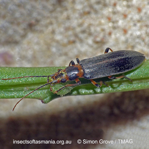 Species image