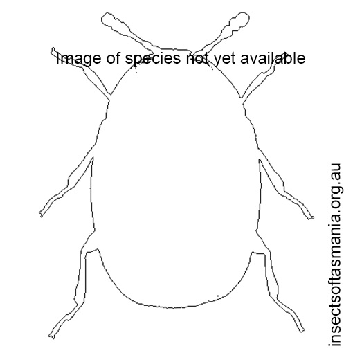 Image of species not yet available