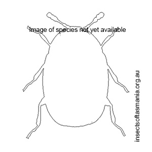 Pseudostanus tasmanicus