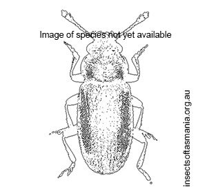 Chilatomaria troglodytes