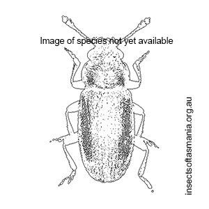 Chilatomaria troglodytes