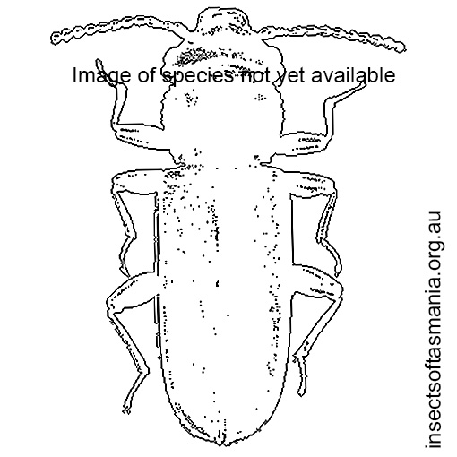 Species image
