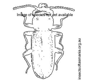 Platisus bicolor