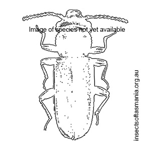 Platisus bicolor