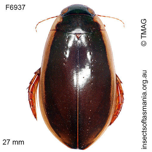 Species image
