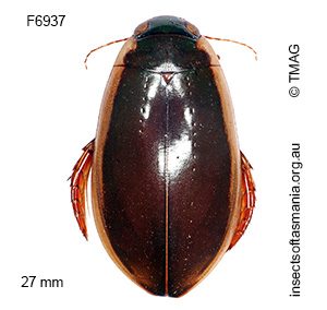 Cybister tripunctatus