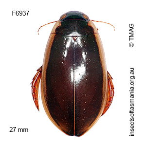 Cybister tripunctatus