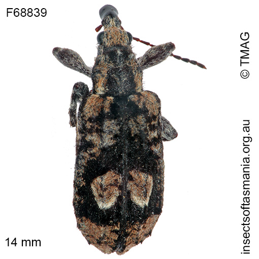 Species image