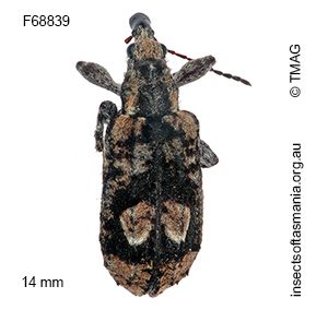Cyrotyphus variegatus