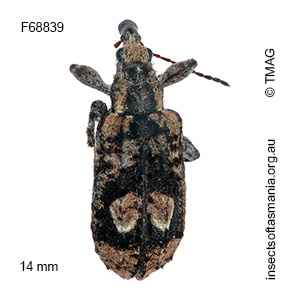 Cyrotyphus variegatus