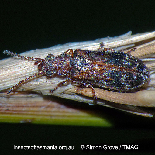 Species image