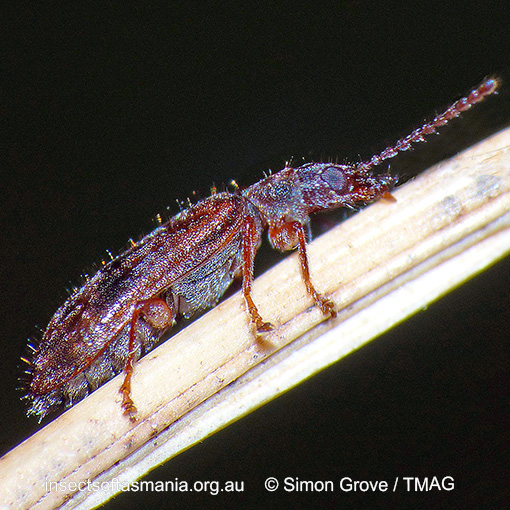 Species image