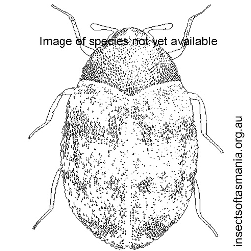 Species image