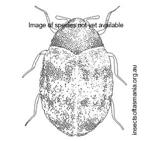 Anthrenocerus stigmacrophilus