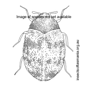 Thylodrias contractus