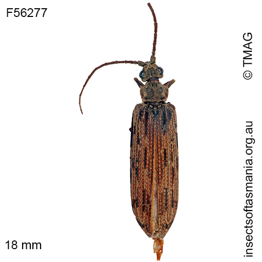 Species image