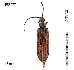 Distocupes varians