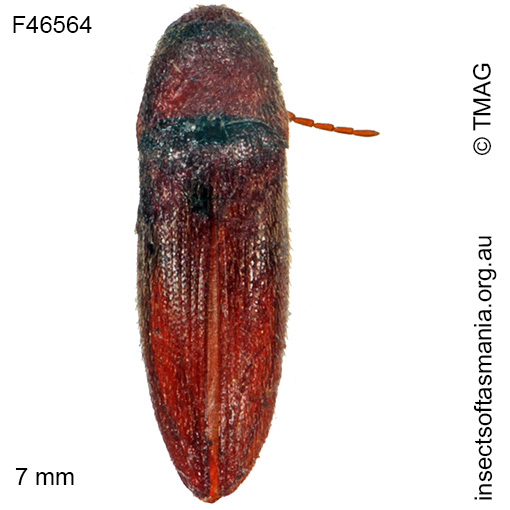 Species image