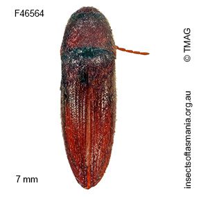 Dromaeoloides MUONA sp 02