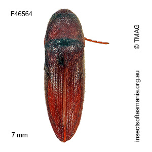 Dromaeoloides MUONA sp 02