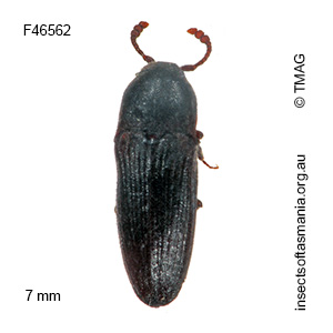 Dyscharachthis carinaticeps