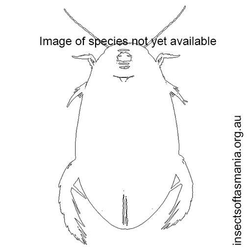 Species image