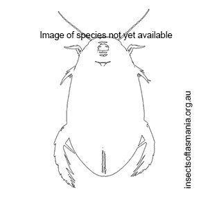 Allodessus bistrigatus