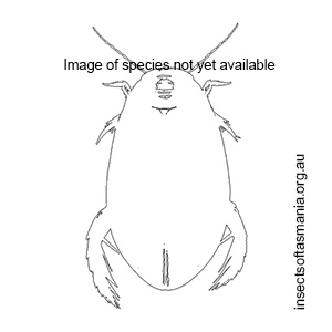 Sternopriscus multimaculatus
