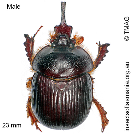 Species image