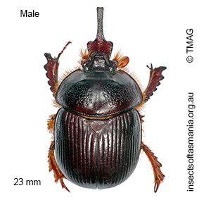 Elephastomus proboscideus