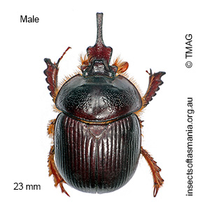 Elephastomus proboscideus