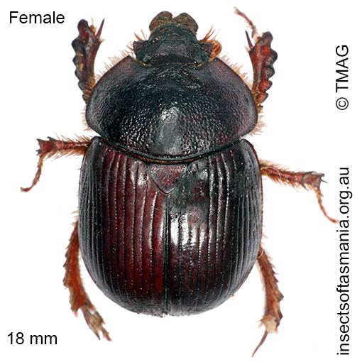 Species image