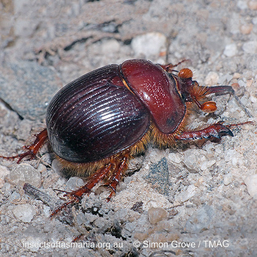 Species image