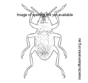 Austrolimnius messa