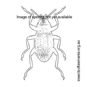 Notriolus quadriplagiata