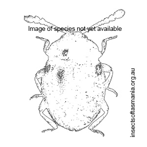Idiophyes dubius