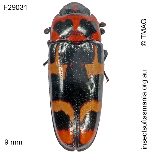 Species image