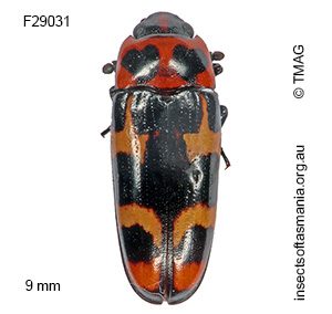 Episcaphula pictipennis