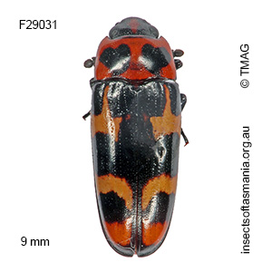 Episcaphula pictipennis