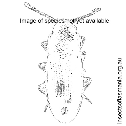 Species image