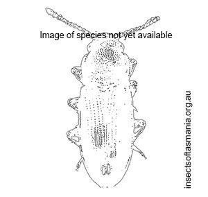 Cathartocryptus tasmanicus