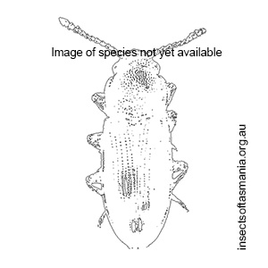 Cathartocryptus tasmanicus