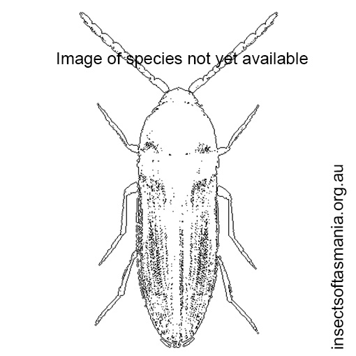 Species image