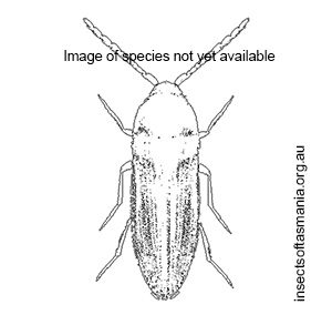 Dromaeoloides parvulus