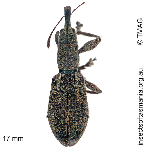 Species image