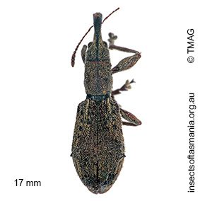 Eurhynchus quadridens