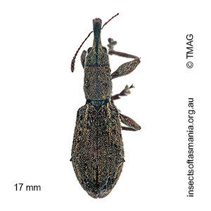 Eurhynchus quadridens