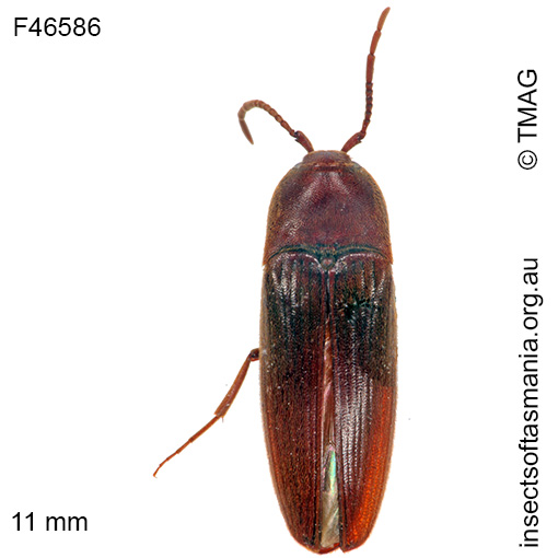 Species image