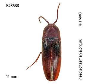 Euryptychus concolor