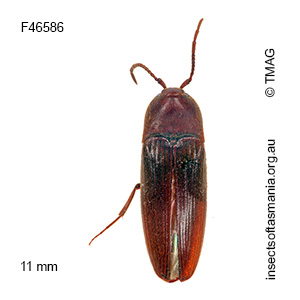 Euryptychus concolor